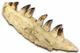 Fossil Mosasaur (Thalassotitan) Jaw Section with Teeth - Morocco #372634-8